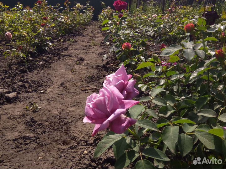 Кустовые розы саженцы