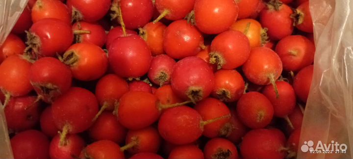 Плоды боярышника замороженные