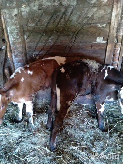 Телята бычки домашние