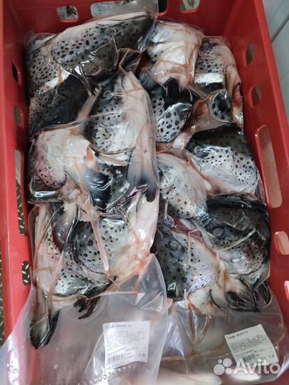 Головы лосося