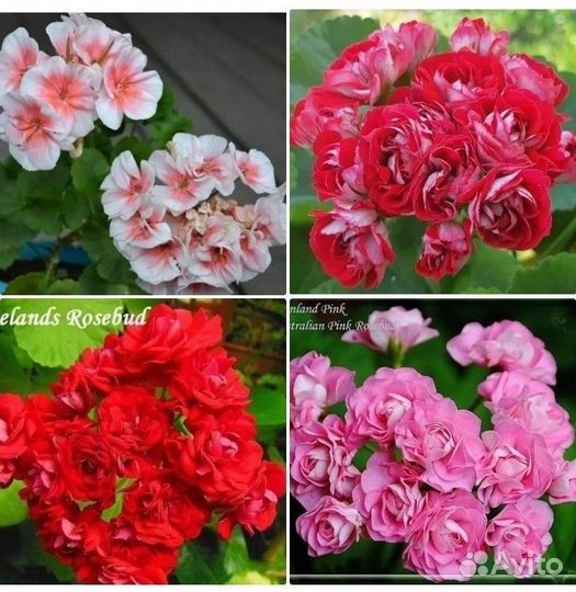 Пеларгония герань розебудная