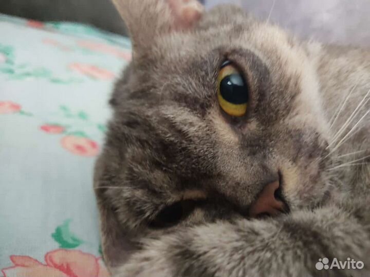 Потерял кота