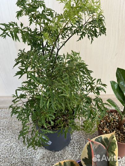 Набор комнатных растений