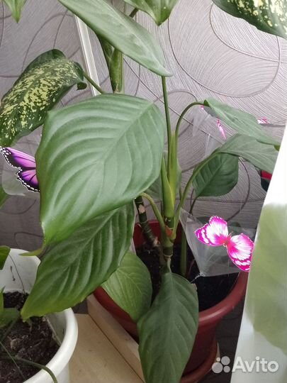 Продам цветы комнатные