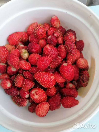 Усы ремонтантной земляники