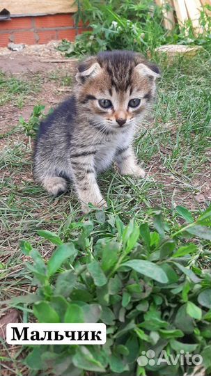 Вислоухие котята в добрые руки