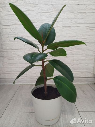 Фикус с горшком 3