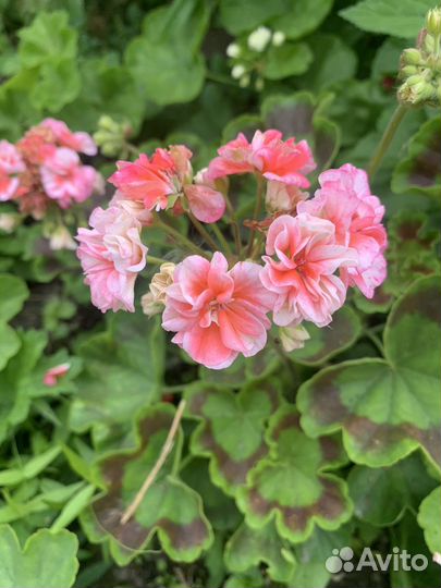 Пеларгония герань