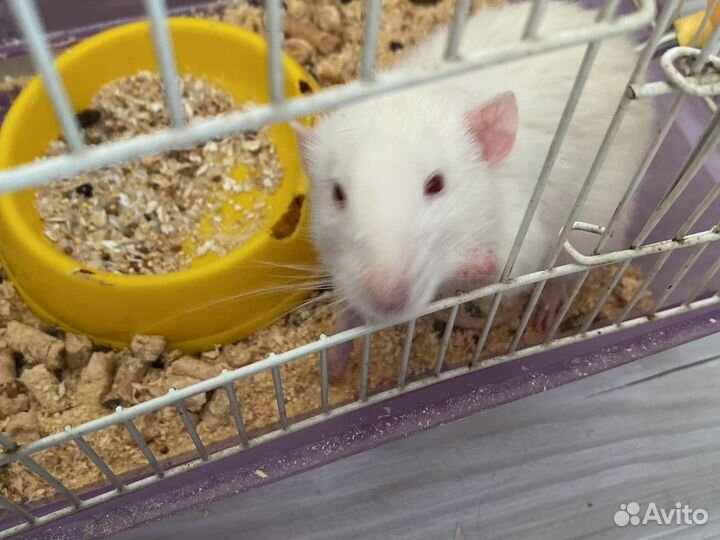 Крыса с клеткой бесплатно