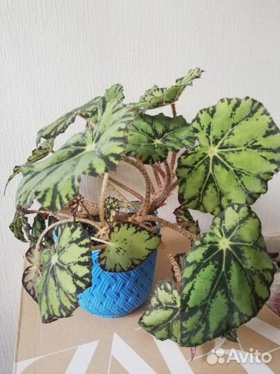 Бегония тигровая