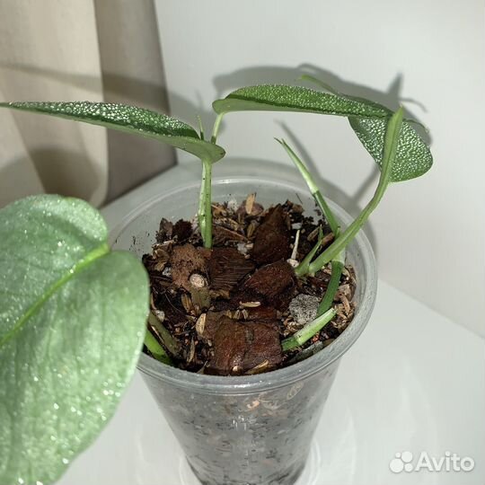 Эпипремнум, Сциндапсус, монстера