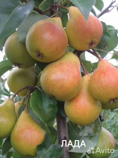 Саженцы груши