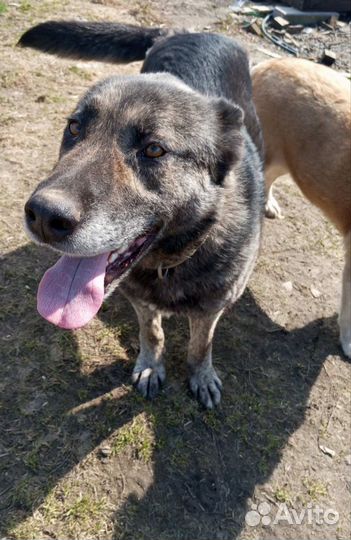 Собаки бесплатно в добрые руки