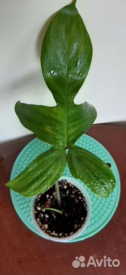 Филодендрон