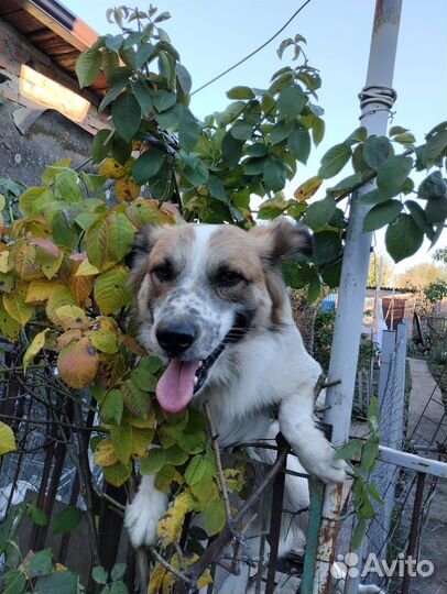 Собака в добрые руки