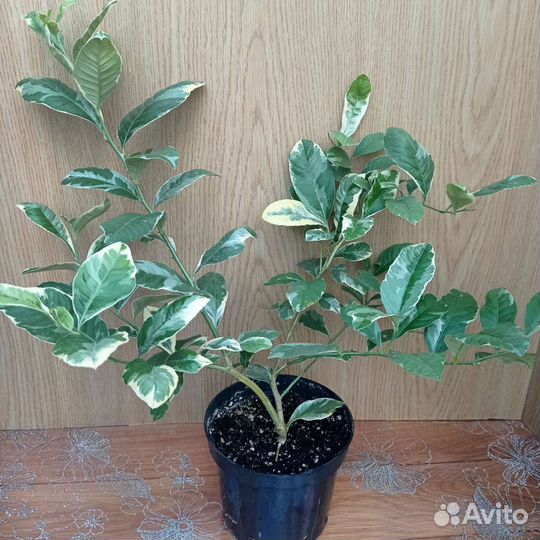 Лимон Пинк Эврика