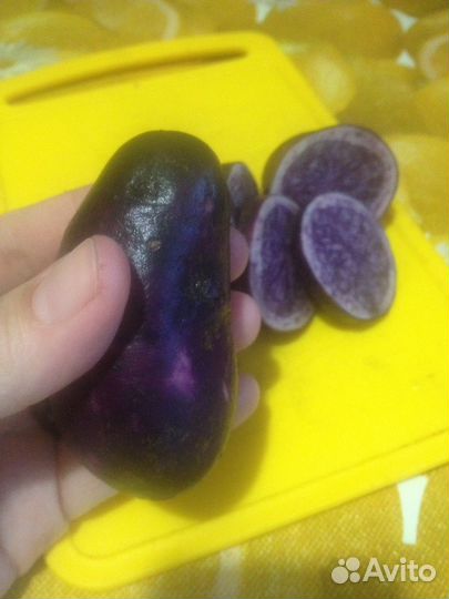 Картофель фиолетовый на посадку