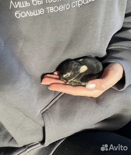 Карликовые и декоративные кролики из питомника