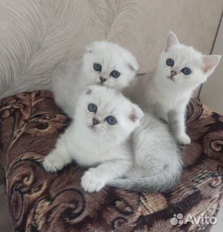 Серебристая шиншилла котята