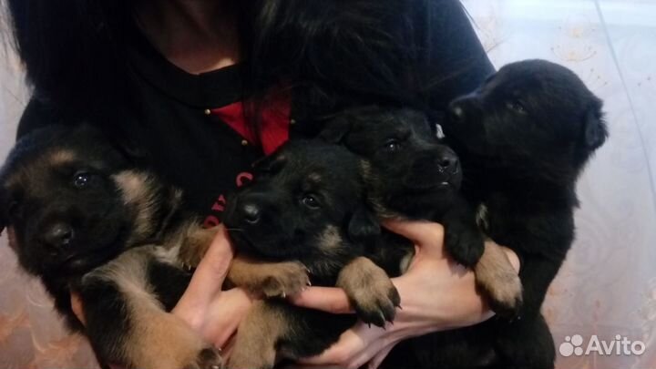 Щенята овчарки. Отдаем в дар