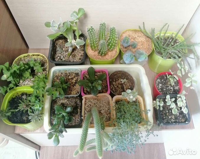 Суккулент. Портулакария афра вариегата