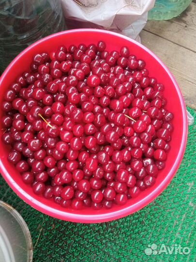 Вишня ягода свежая