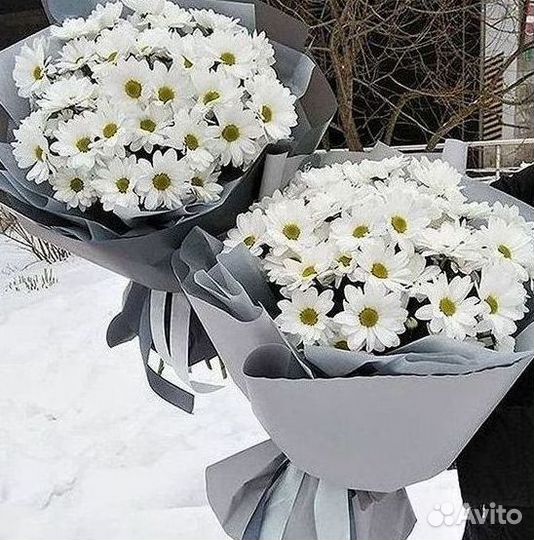 Хризантема