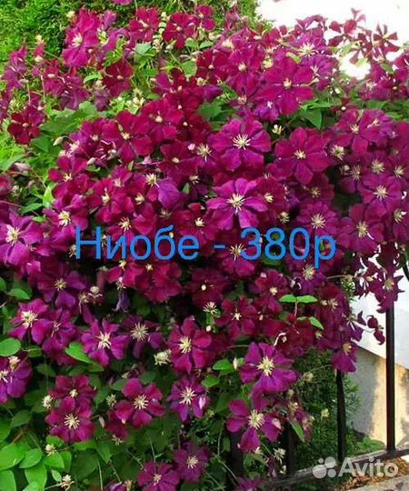 Саженцы клематиса