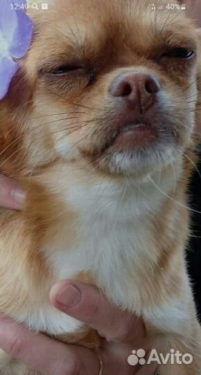 Пекинес смесь с той терьером.щеночки