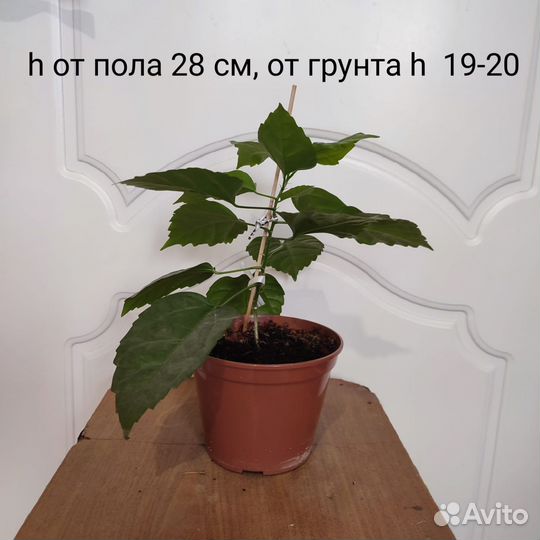 Гибискус красный махровый, молодые,укорененные