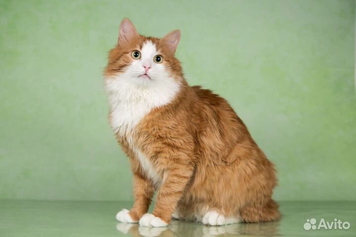 Кот сибирский ласковый в дар 1 год