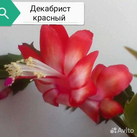 Декабристы