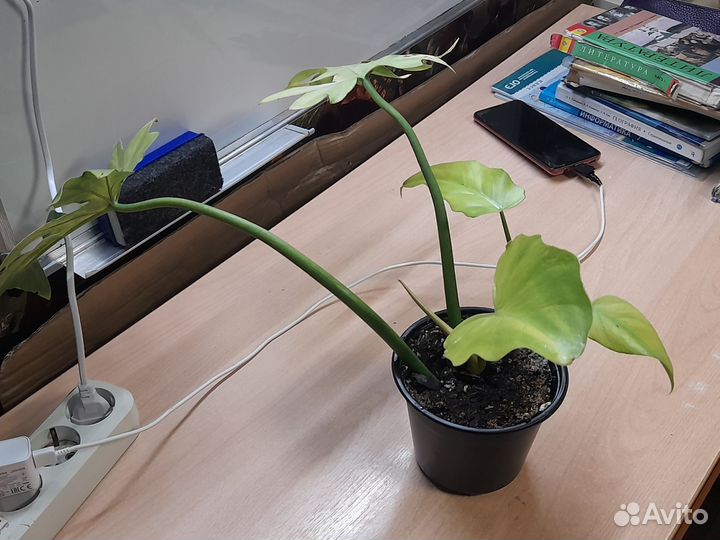 Филодендроны