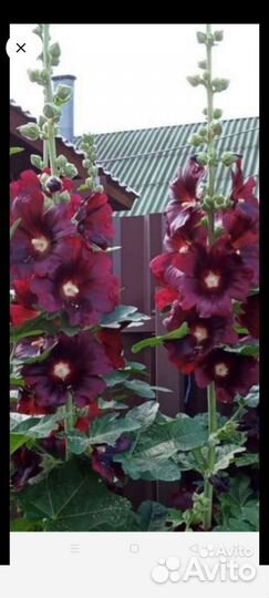 Рассада шток розы