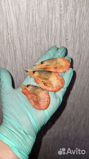 Северная креветка 90+