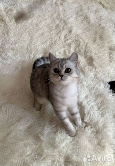 Шотландский Мальчик Страйт