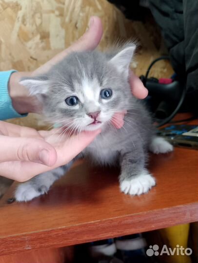 Котята бесплатно