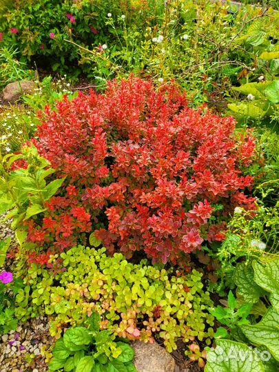 Семена, рассада, удобрения