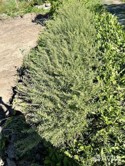 Спирея серая грефшейм