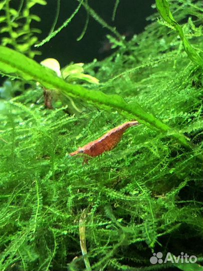 Креветка Вишня