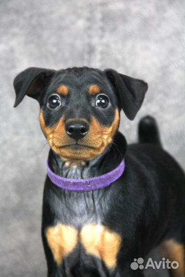 Цвергпинчер