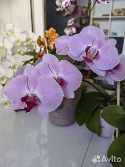 Орхидея фаленопсис Sacramento