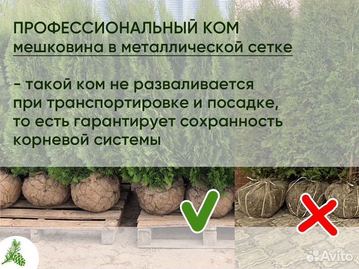 Туя Смарагд 1,3м - оптом