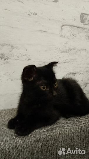 Вислоухий котик в добрые руки