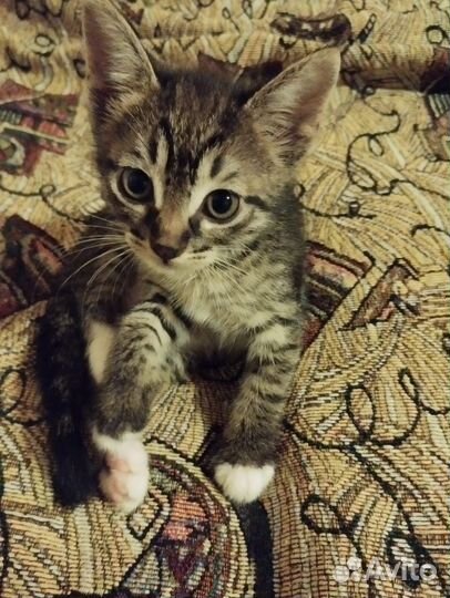 Европейская