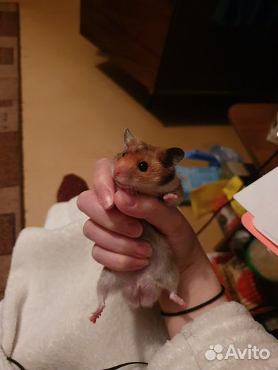 Сирийский хомяк с клеткой