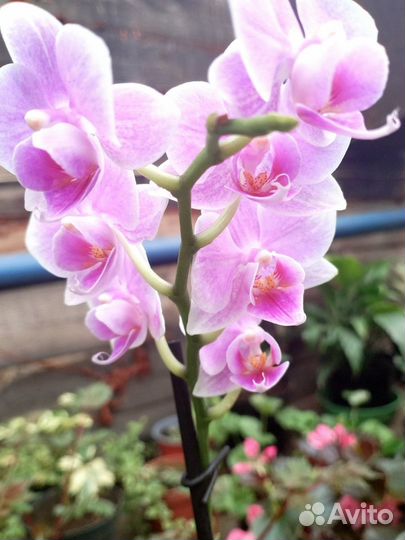 Комнатные растения цветы орхидея