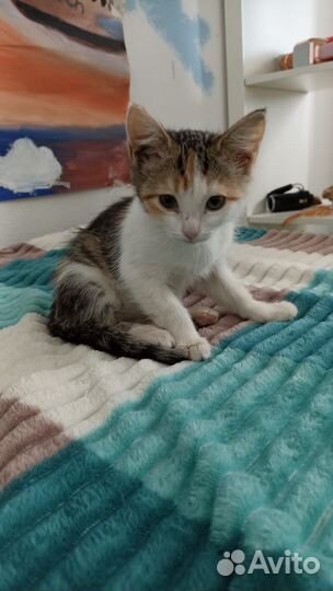 Лапуля -маленькая трёхцветная девочка в дар