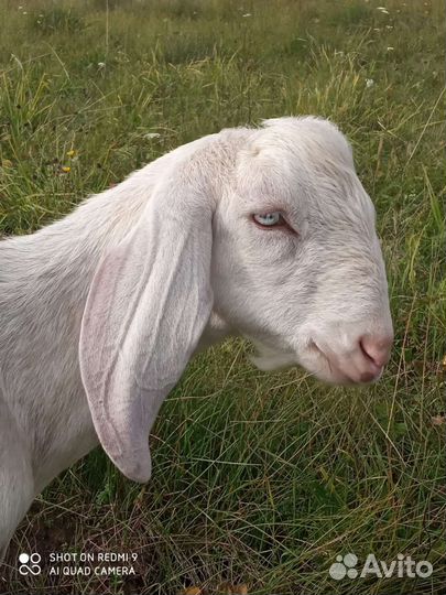 Нубийские козел