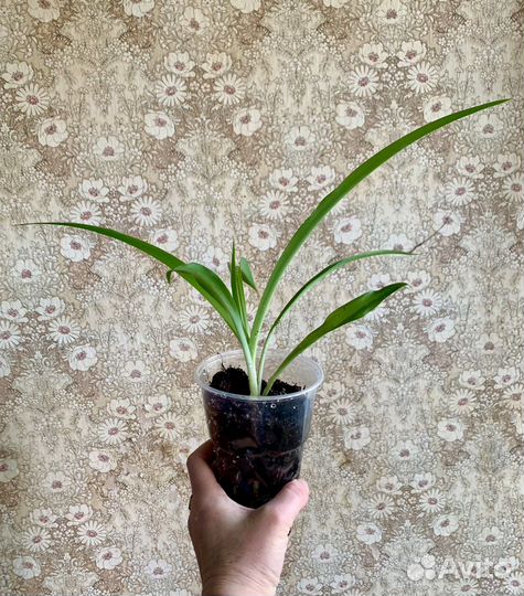 Хлорофитум